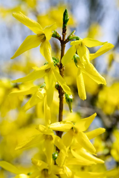黄色的花 (连翘) — 图库照片