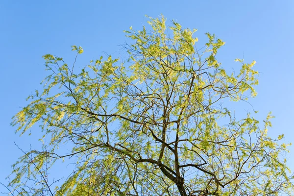 Весняне дерево верби на фоні неба — стокове фото