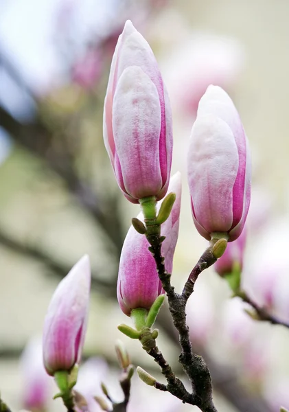 Poupata magnolie strom — Stock fotografie