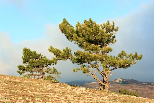 Conifer Pijnbomen Berghelling Mistige Dag — Stockfoto