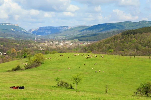村の近くの山の丘の上に羊の群れ — ストック写真