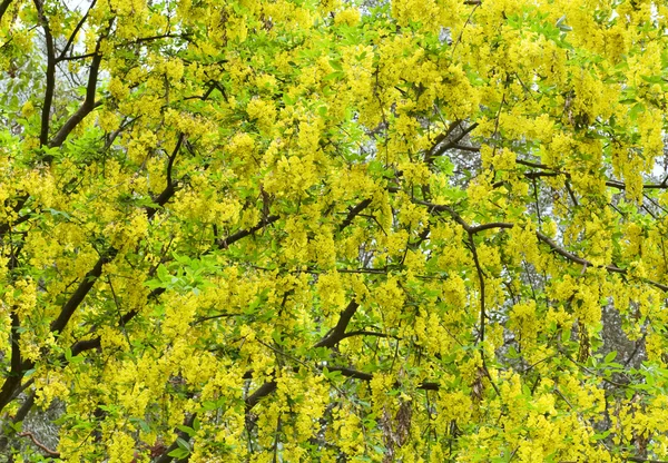 Blossom Voorjaar Boom Met Gele Bloemen Aard Achtergrond — Stockfoto