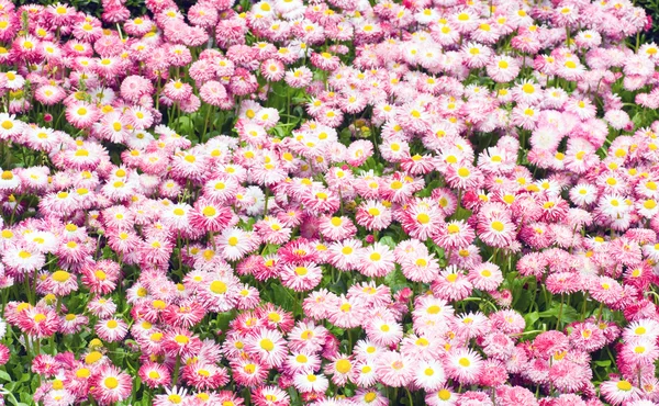 Daisy plant — Stock Photo, Image