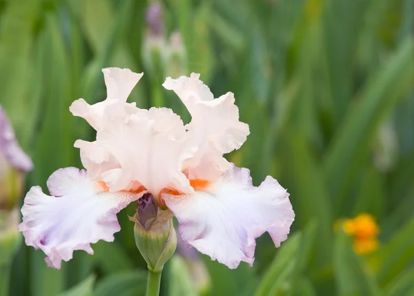 Bella Rosa Beige Fiore Iris Aiuola — Foto Stock