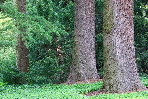 삼목 나무 — 스톡 사진