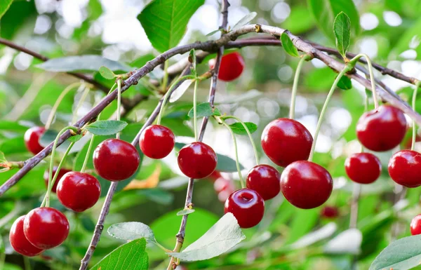 Twig Cherry Träd Med Röda Körsbär Sammansatta Foto Med Djupet — Stockfoto