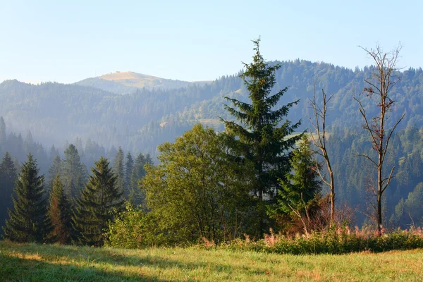 Foresta Abete Sulle Montagne Estive Ucraina Carpazi — Foto Stock
