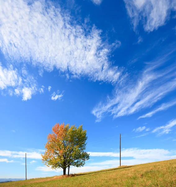Μοναχικό δέντρο φθινόπωρο στο φόντο του ουρανού. — Φωτογραφία Αρχείου