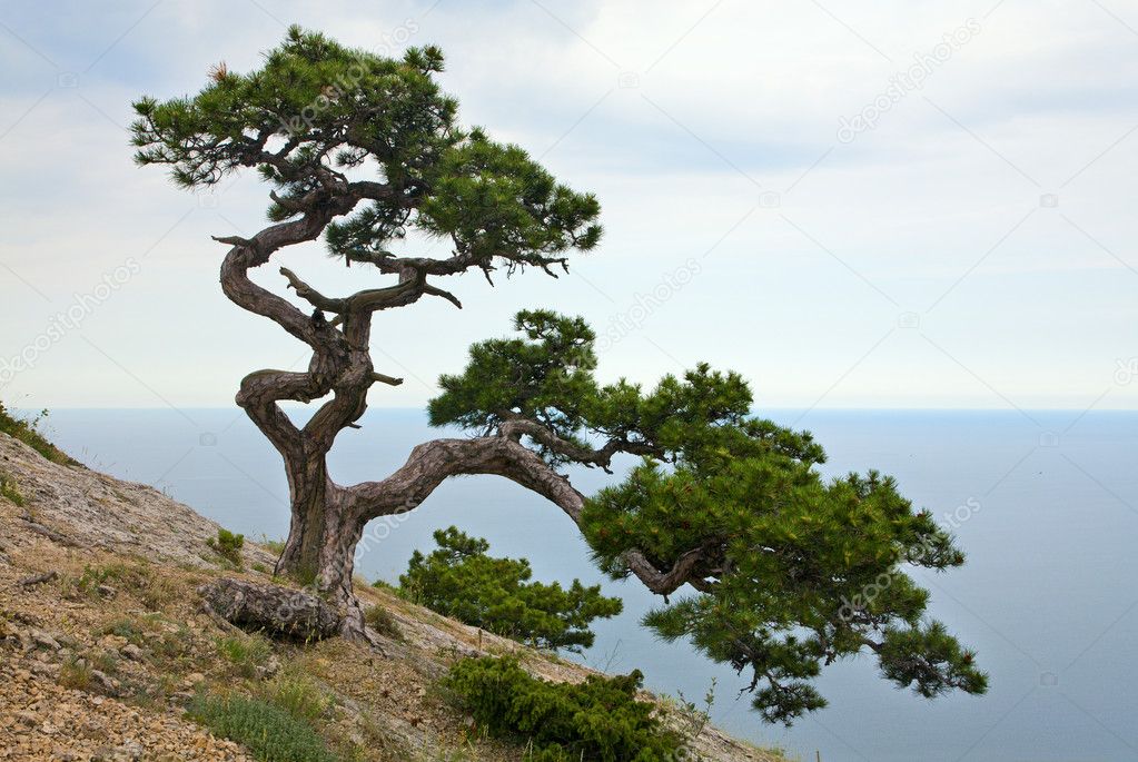Juniper tree on rock (