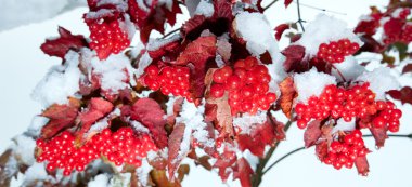 First autumn snow on viburnum bush with red berryes bunchs. clipart