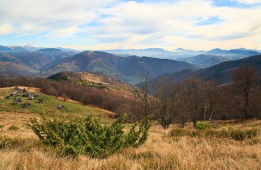 Karpat Dağları (Ukrayna) sonbahar yatay, sığır yetiştirme çiftliği