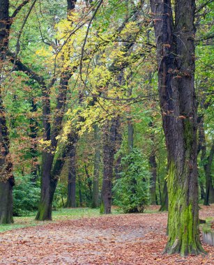 Sonbahar Parkı