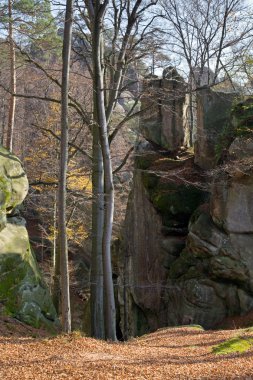 büyük bir Yüce taş sonbahar Forest (