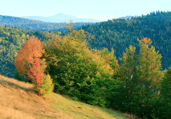 Некоторые Одинокие Осенние Деревья Карпатском Склоне Горный Лес Позади — стоковое фото