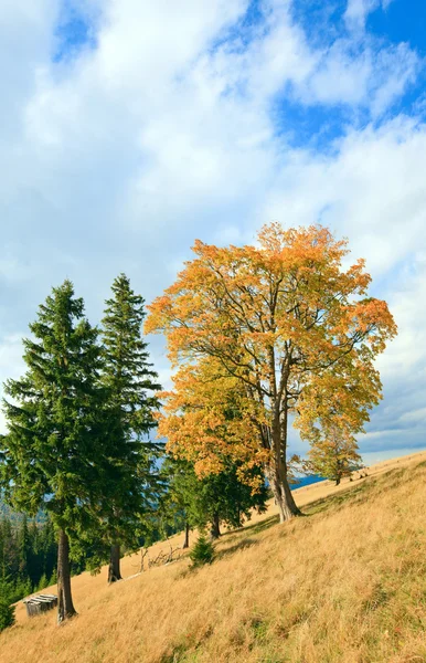 Samotne Drzewo Grupy Jesień Góry Podkarpacie — Zdjęcie stockowe