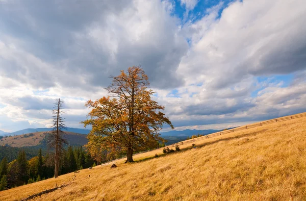 Árvore solitária na montanha de outono — Fotografia de Stock