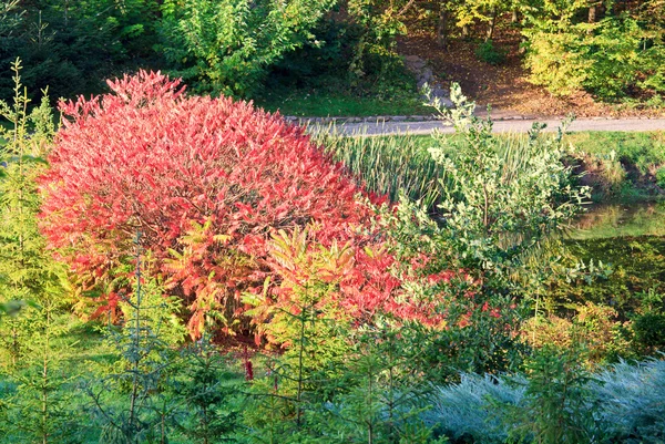 红色布什和小杉树在秋季城市公园 — 图库照片