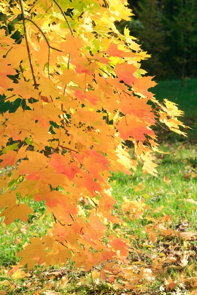 Golden Maple Tree Foliage Autumn City Park — Stock Photo, Image