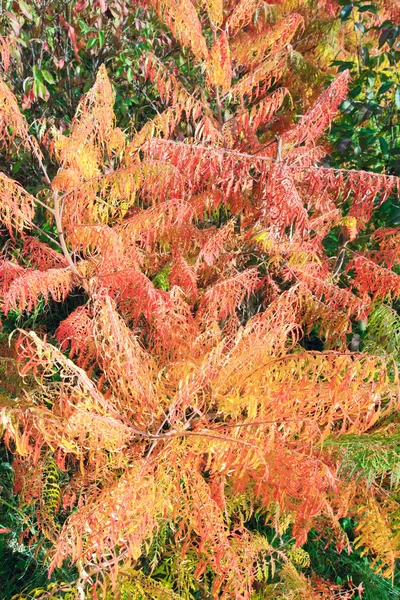 Arbusto vermelho-amarelo no parque de outono — Fotografia de Stock
