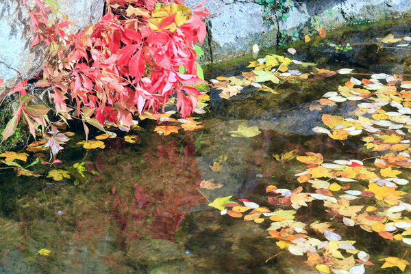 Pond water surface with abscissed leaf in autumn park