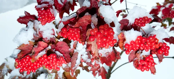 Prima Neve Autunnale Cespuglio Viburno Con Grappoli Bacche Rosse — Foto Stock