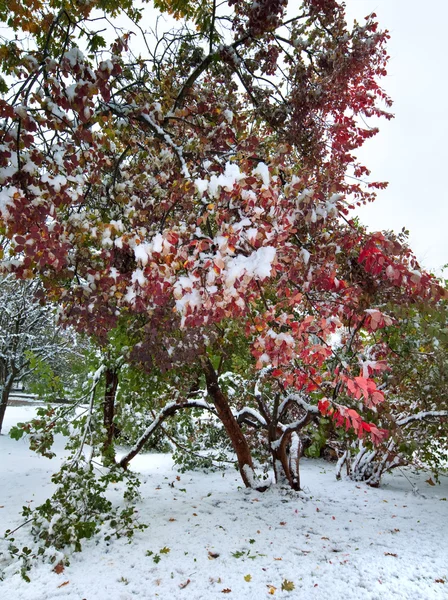 Park ve ilk kar — Stok fotoğraf