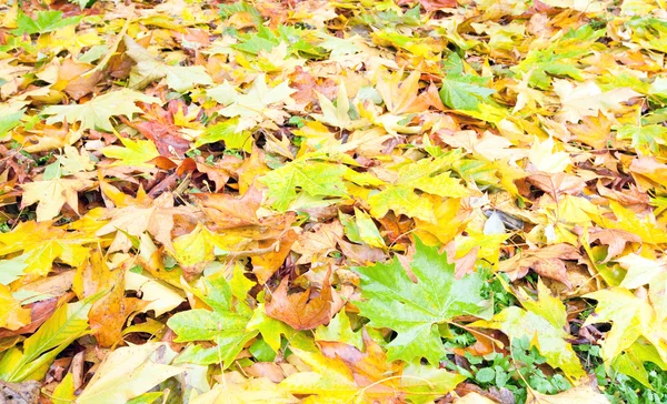 Herfst achtergrond (gele abscissed bladeren) — Stockfoto