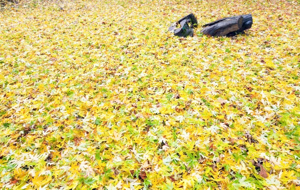 Jesień tło (żółty abscissed liści) — Zdjęcie stockowe