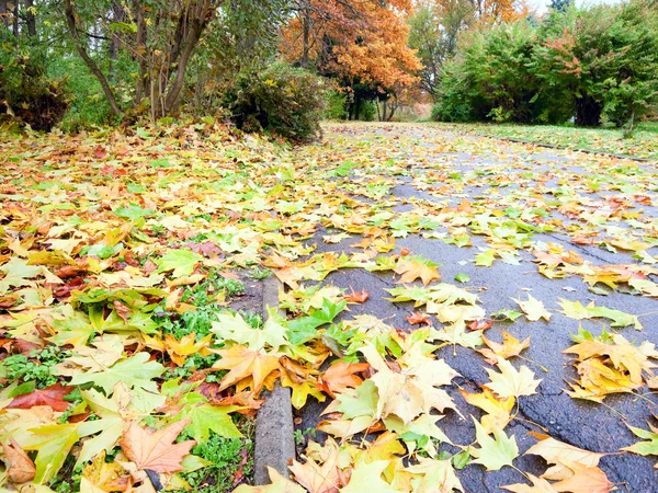 Herfst geel abscissed bladeren op park traject — Stockfoto