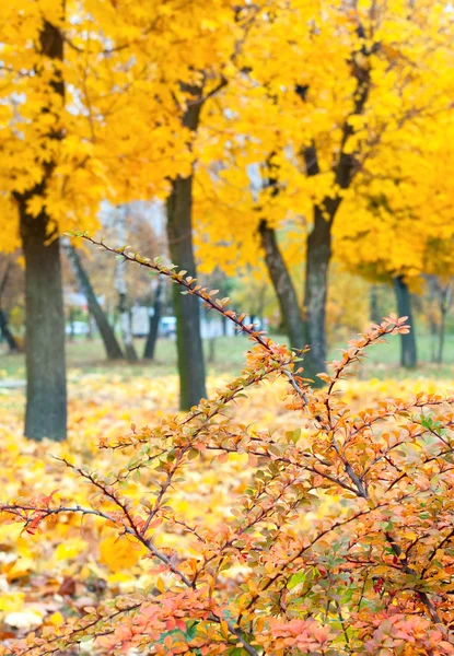 Golden Autumn City Park Big Yellow Maple Tree Front — Stock Photo, Image