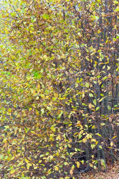 Ramita de otoño arbusto — Foto de Stock