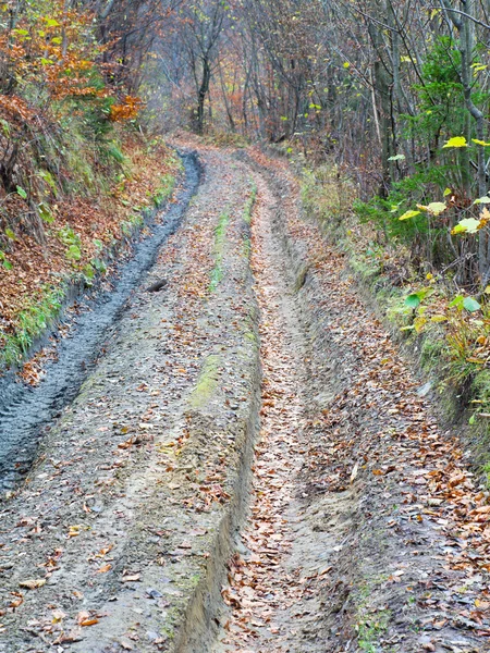 Карпаты Осенью Грязная Дорога Лесу — стоковое фото