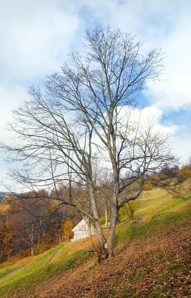 喀尔巴阡山脉 乌克兰 秋季景观与牛养殖场 — 图库照片