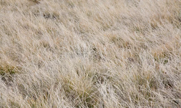 November Verwelktes Gras Auf Der Wiese Hintergrund — Stockfoto