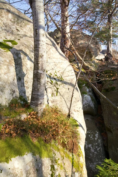 Lofty sten i skoven - Stock-foto