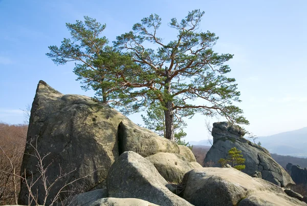 Trees Rocks Top Blue Sky Background Skeli Dovbusha Ivano Frankovsk — Stock Photo, Image