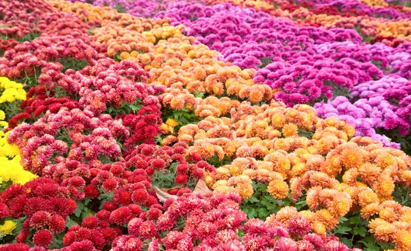 Podzimní Různobarevné Chryzantéma Květina Špatné Pruhované Pozadí — Stock fotografie
