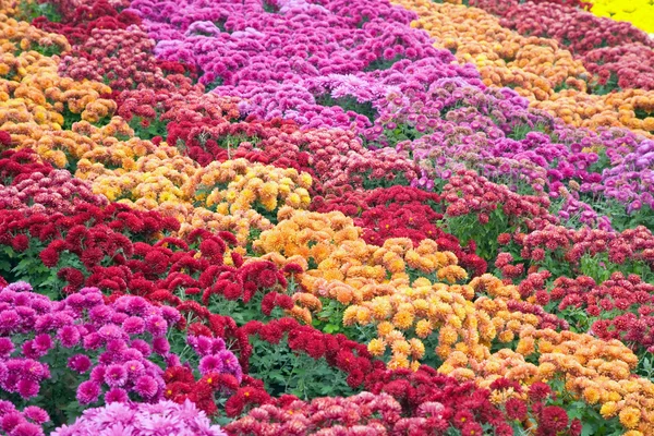 Herbst Bunte Chrysanthemen Blume Schlecht Gestreifter Hintergrund — Stockfoto