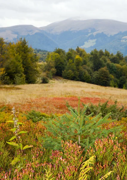 Καρπάθια Όρη Ουκρανία Φθινοπωρινό Τοπίο Θάμνους Γλυκό Κουταλιού Μύρτιλο Αμφορέας — Φωτογραφία Αρχείου