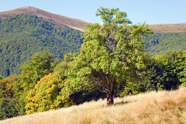 Дерево в осенней горе — стоковое фото