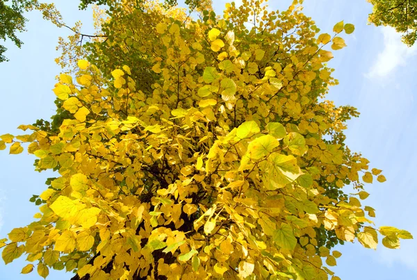 Φθινόπωρο Φιλύρα Κίτρινα Φύλλα Φόντο Του Ουρανού — Φωτογραφία Αρχείου