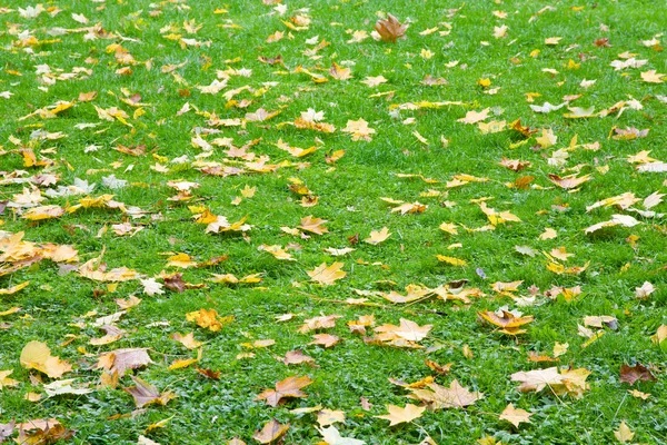 Groen Gras Herfst Achtergrond Met Abscised Bladeren — Stockfoto