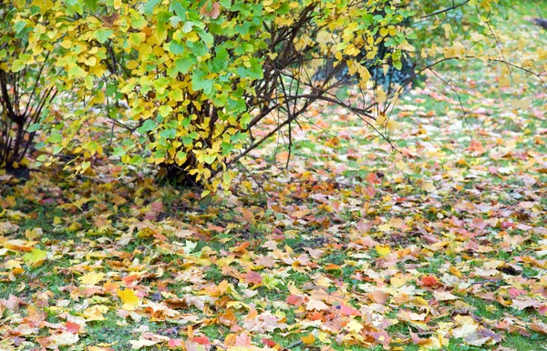 Autumn Green Grass Abscised Leafs Varicoloured Bush — Stock Photo, Image