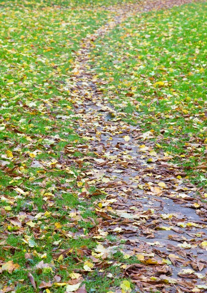 Зеленая Трава Осенний Фон Абсциссом Листья — стоковое фото