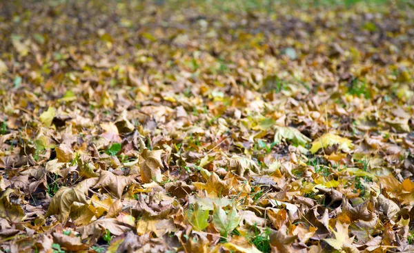 Groen Gras Herfst Achtergrond Met Abscissed Bladeren — Stockfoto