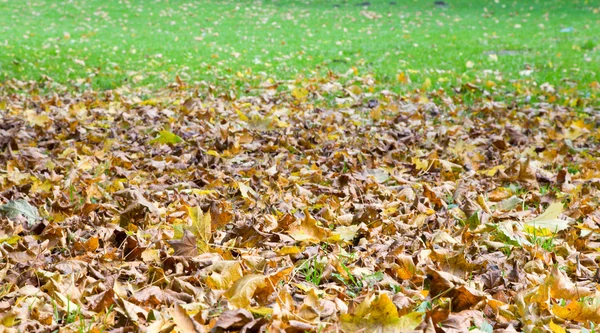 秋の草の背景 — ストック写真