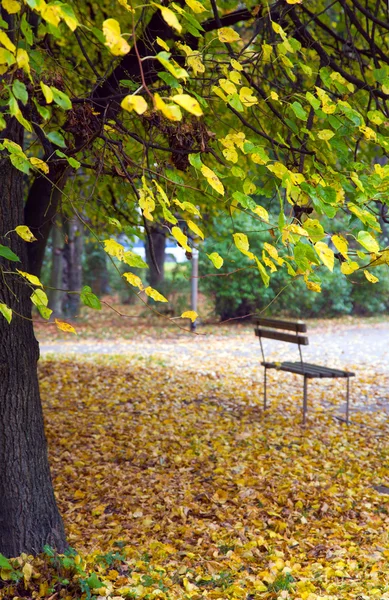 长凳和行人路径在秋季城市公园 — 图库照片