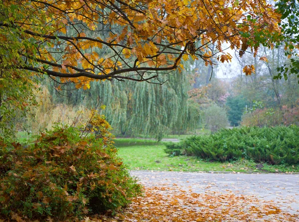 Poslední Zlatý Strom Listí Podzimním Městský Park — Stock fotografie
