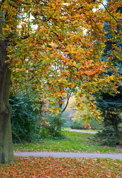 Poslední Zlatý Strom Listí Podzimním Městský Park — Stock fotografie
