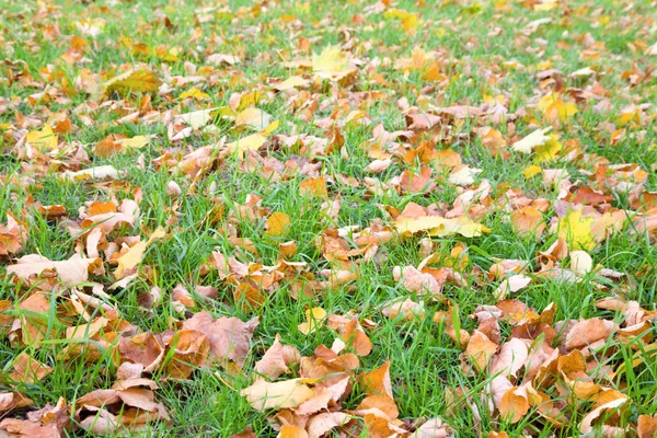 Grünes Gras Herbst Hintergrund Mit Abgeschabten Blättern — Stockfoto